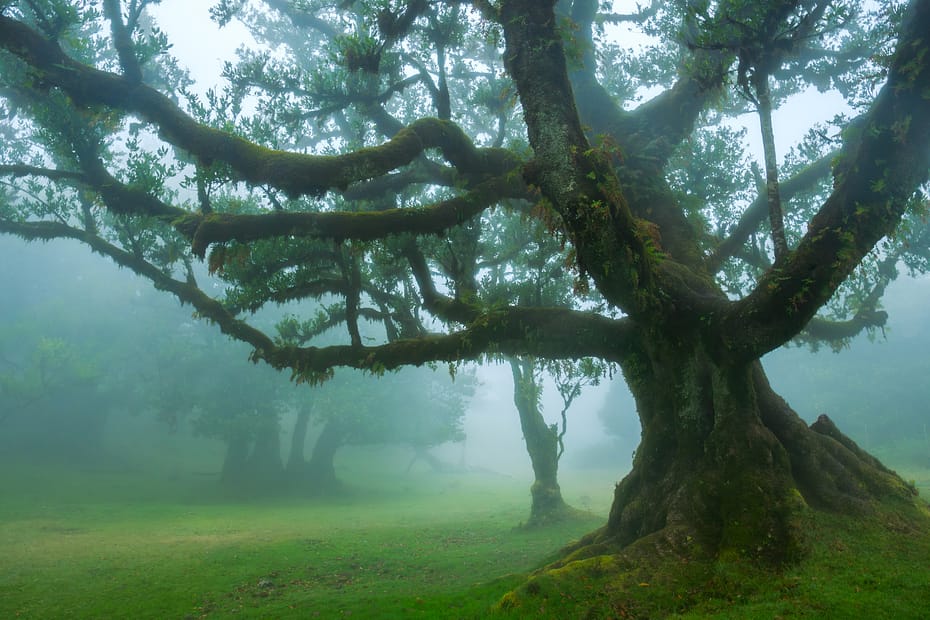 Yggdrasil : arbre des mythes nordiques